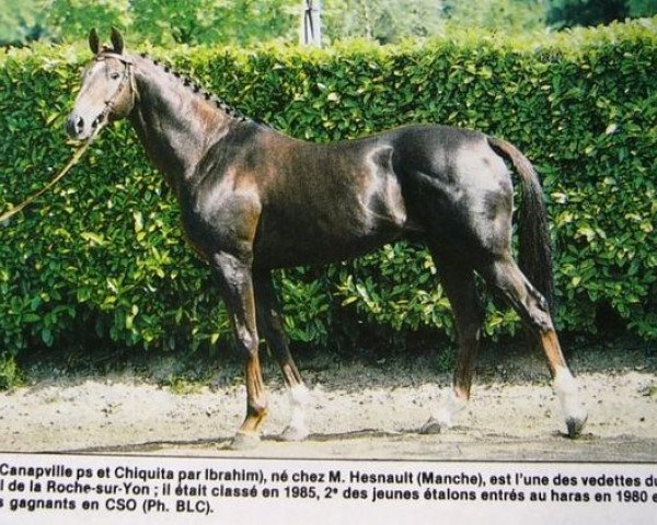 stallion Karaté (Selle Français, 1976, from Canapville xx)
