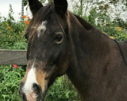 broodmare Orchid's Aloha (Nederlands Rijpaarden en Pony, 2002, from Milton)