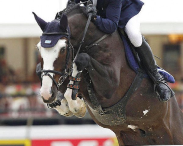 jumper Balounito (Oldenburg show jumper, 2003, from Balou du Rouet)