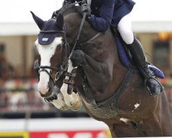 jumper Balounito (Oldenburg show jumper, 2003, from Balou du Rouet)