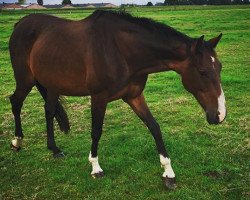 broodmare Fortune (KWPN (Royal Dutch Sporthorse), 2002, from Andiamo)