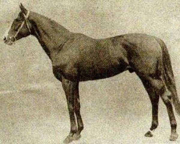 stallion Pilade xx (Thoroughbred, 1930, from Captain Cuttle xx)