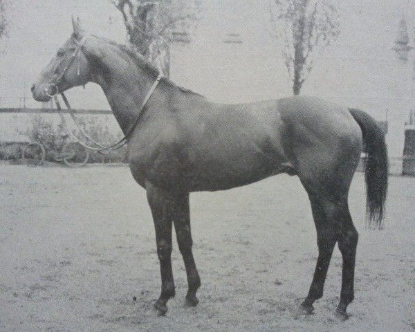 stallion Oviedo xx (Thoroughbred, 1955, from Prince Bio xx)