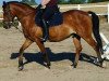 dressage horse Bacco (German Riding Pony, 2002, from Bennos Dream)