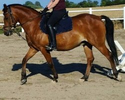 dressage horse Bacco (German Riding Pony, 2002, from Bennos Dream)