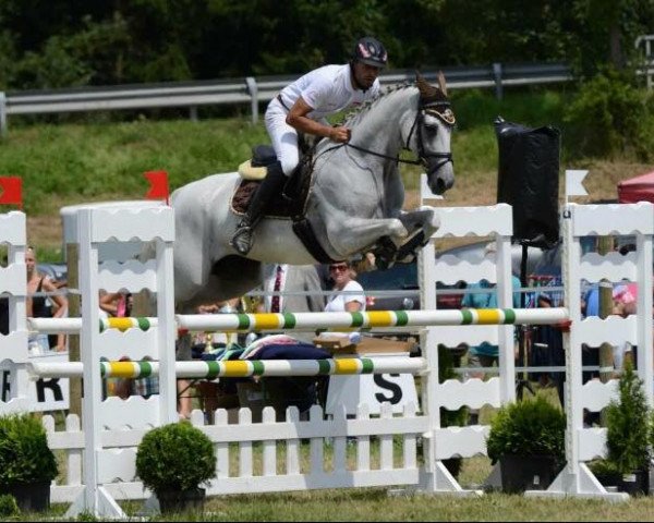 Springpferd Queen Sally (Österreichisches Warmblut, 2008, von Acordelli)