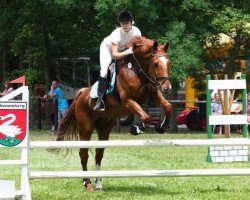 jumper Avatar 44 (German Sport Horse, 2008, from Askanier)