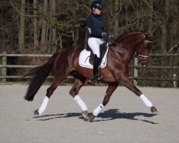 dressage horse First- Step Valentin (Westphalian, 2012, from Vitalis)