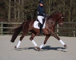 dressage horse First- Step Valentin (Westphalian, 2012, from Vitalis)