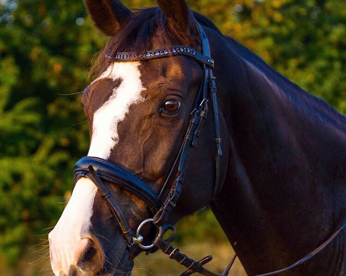 jumper Colorado Classico (Holsteiner, 2011, from Castelan 3)