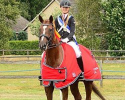 dressage horse Waroona (Hanoverian, 2006, from Worldly I)