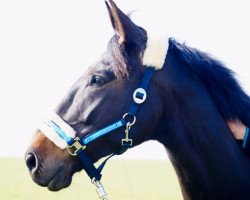 dressage horse Antares 247 (German Warmblood, 2009, from Antaeus)