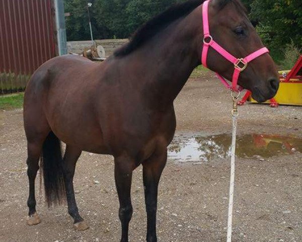 Zuchtstute Miss Myghti Power (Quarter Horse, 2006, von Fritz Power)