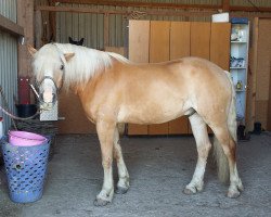 Pferd Samuray (Haflinger, 2006, von Sonthofen (0,39% ox))