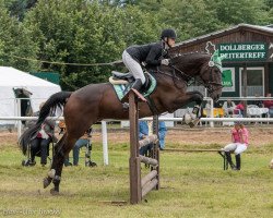 dressage horse Everest 39 (Hungarian Warmblood, 2008, from Chasseur II)