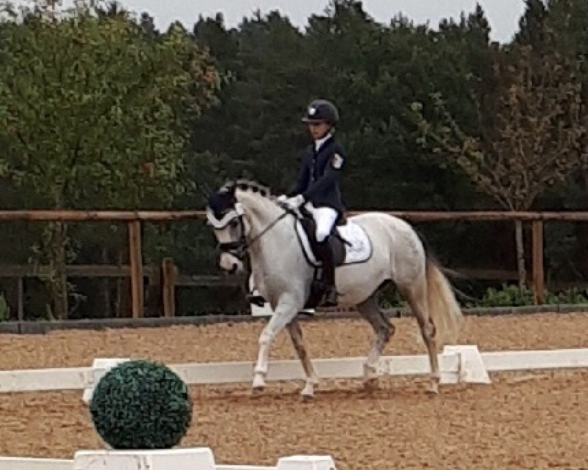 Dressurpferd Virginia (Deutsches Reitpony, 2007, von Vincent)