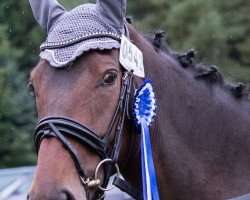 jumper Lord Lido 2 (Hanoverian, 2009, from Lauries Crusador xx)