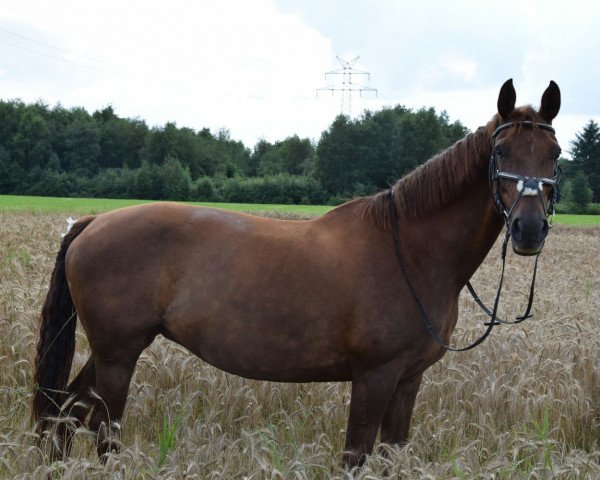 broodmare Winnipeg (Hanoverian, 2005, from Waterford)