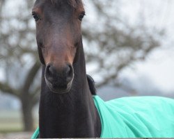 dressage horse Das Fräulein Hill (Rhinelander, 2010, from Damon Hill)