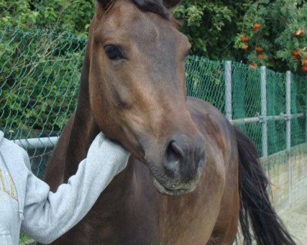 Dressurpferd Excellent Valencio (New-Forest-Pony, 2006, von Lamento III)