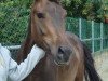 dressage horse Excellent Valencio (New Forest Pony, 2006, from Lamento III)