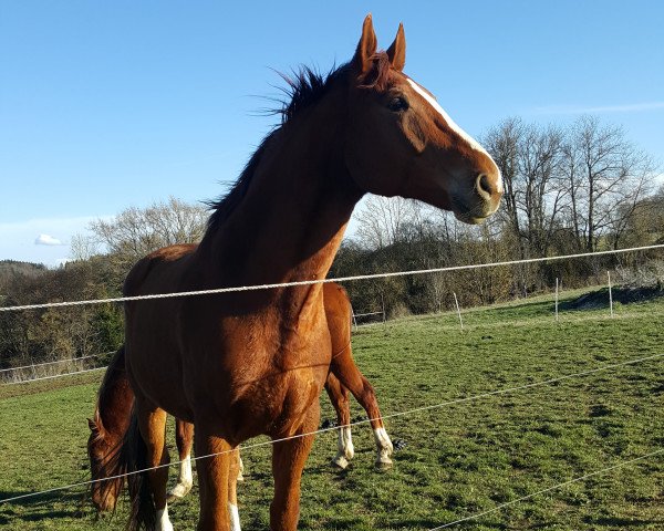 stallion Robinson 154 (Württemberger, 2007, from Rosentanz)