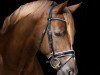 stallion Humpfry-Me (German Riding Pony, 2006, from Halifax)