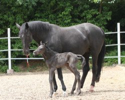 broodmare Richesse Noir (Rhinelander, 2004, from Moosbends Ricardos)