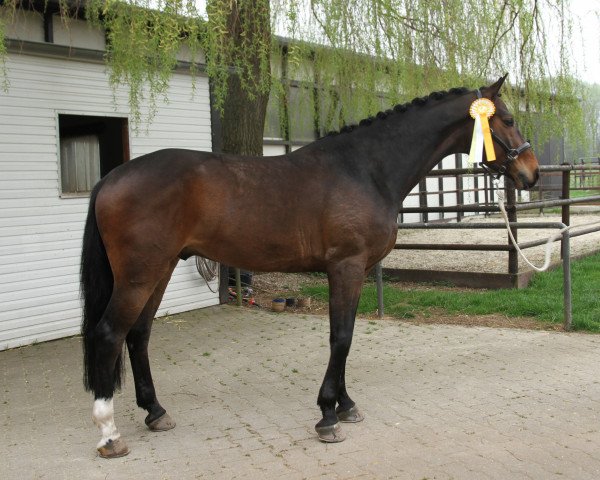 horse Ibykus 7 (Hanoverian, 2009, from Iberio)