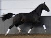 dressage horse Golden Jazz (KWPN (Royal Dutch Sporthorse), 2011, from Westpoint)