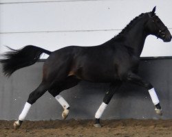 dressage horse Golden Jazz (KWPN (Royal Dutch Sporthorse), 2011, from Westpoint)