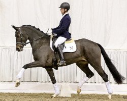 dressage horse Fräulein Polly (Hanoverian, 2013, from Fürst Romancier)