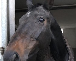 broodmare D' Animossa (KWPN (Royal Dutch Sporthorse), 2007, from Dayano)