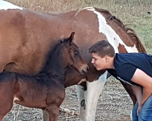 horse XADOW DE FINCA BARROCO (Pinto, 2017)