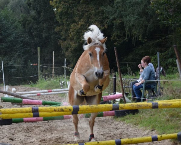 Pferd Soleil de Nuit 3 (Haflinger, 2008, von Stuart Little)