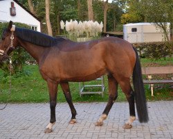 dressage horse Talismann (German Sport Horse, 2005, from Templer GL xx)