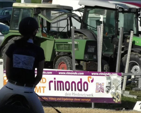 Reitturnier Bad Schussenried 2018