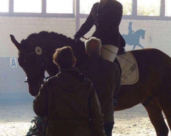 horse Rabotti (Hanoverian, 2009, from Rock Brasiliano)