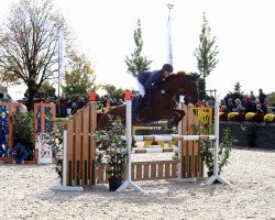 jumper Calandra 24 (Oldenburg show jumper, 2008, from Calido I)