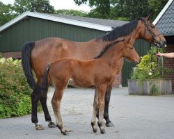 horse Donatella (Oldenburger, 2002, from Darco)