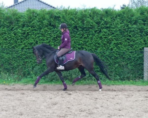 broodmare Quaterkiss (German Riding Pony, 2012, from Quaterback's Junior)