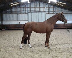 dressage horse Eclipse 25 (Hanoverian, 2013, from Ehrenstolz)