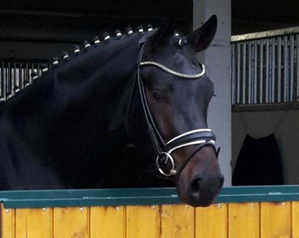 dressage horse Fini le beau (Hanoverian, 2015, from Finest)