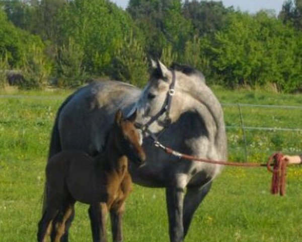 broodmare Lacoona S (German Sport Horse, 2008, from Cancoon)