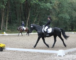 dressage horse Bacardi (German Warmblood, 1994)