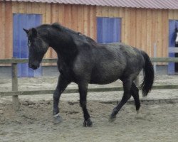 broodmare Granola (Oldenburg, 1992, from Grandero)