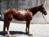 dressage horse Barbie Belissima (Württemberger, 2010, from Belissimo NRW)