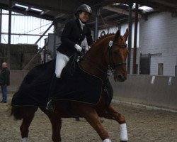 dressage horse Rival de Luc (Oldenburg, 2000, from Royal Diamond)