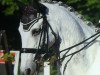 dressage horse Rico Dero (Hanoverian, 2000, from Royal Diamond)