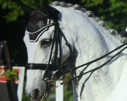 dressage horse Rico Dero (Hanoverian, 2000, from Royal Diamond)